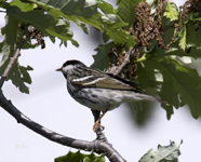 Blackpoll Warbler 6392